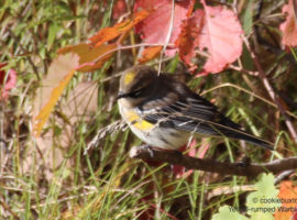 Yellow-rumped Warbler, Manitoba