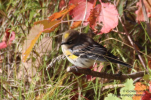 Yellow-rumped Warbler, Manitoba