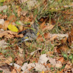 Yellow-rumped Warbler, Manitoba