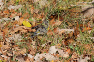 Yellow-rumped Warbler, Manitoba