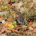 Yellow-rumped Warbler, Manitoba