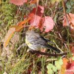 Yellow-rumped Warbler, Manitoba