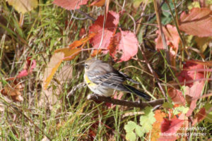 Yellow-rumped Warbler, Manitoba