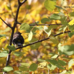 Yellow-rumped Warbler, Manitoba