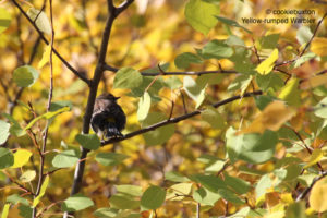 Yellow-rumped Warbler, Manitoba